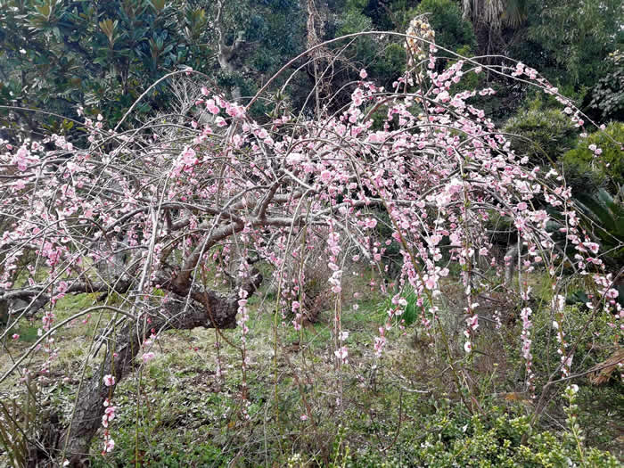 53306863_541647512992308_4777214487511957504_n